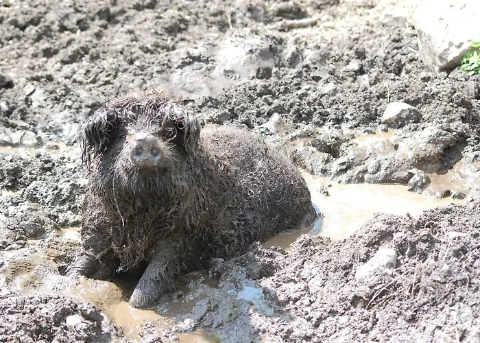 Lutzmannhof Séjour à la ferme *